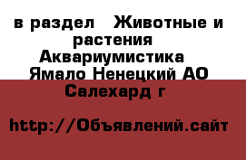  в раздел : Животные и растения » Аквариумистика . Ямало-Ненецкий АО,Салехард г.